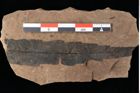 Foto (Detailansicht) von Rhytisma palaeomyricae Ettingshausen (NHMW-GEO-2024-0188-0085)
